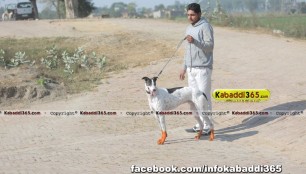 gholia_khurd_(moga)_dog_racing_13_dec_2015