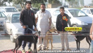 gholia_khurd_(moga)_dog_racing_13_dec_2015