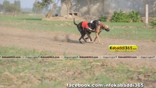 gholia_khurd_(moga)_dog_racing_13_dec_2015