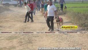gholia_khurd_(moga)_dog_racing_13_dec_2015