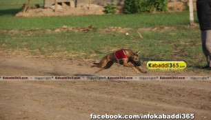 gholia_khurd_(moga)_dog_racing_13_dec_2015