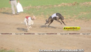 gholia_khurd_(moga)_dog_racing_13_dec_2015