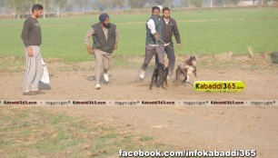 gholia_khurd_(moga)_dog_racing_13_dec_2015