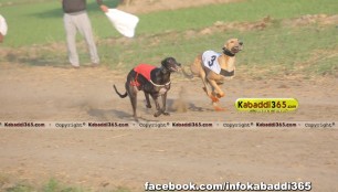 gholia_khurd_(moga)_dog_racing_13_dec_2015