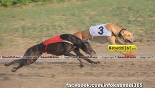 gholia_khurd_(moga)_dog_racing_13_dec_2015