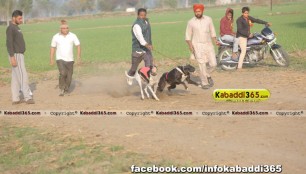 gholia_khurd_(moga)_dog_racing_13_dec_2015