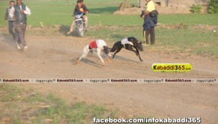 gholia_khurd_(moga)_dog_racing_13_dec_2015