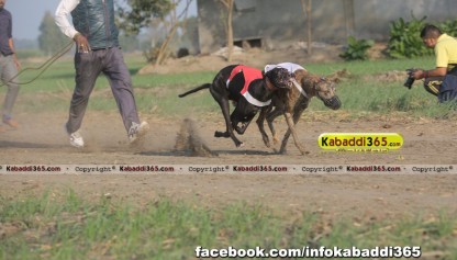 gholia khurd (moga) dog racing 13 dec 2015