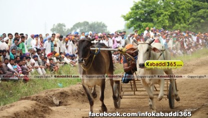 ikolaha (khana) ox race